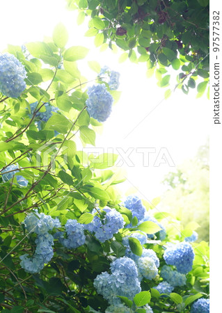 hydrangea, hydrangea, hydrangea, blue hydrangea, blue, meigetsuin, meigetsuin, kamakura, japan, background, postcard hydrangea, hydrangea, hydrangea, blue hydrangea, blue, meigetsuin, meigetsuin, kamakura, japan, background, postcard 97577382