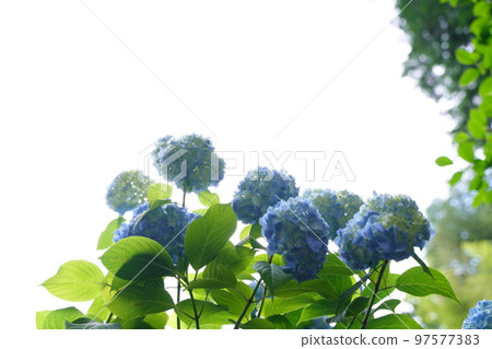 hydrangea, hydrangea, hydrangea, blue hydrangea, blue, meigetsuin, meigetsuin, kamakura, japan, background, postcard hydrangea, hydrangea, hydrangea, blue hydrangea, blue, meigetsuin, meigetsuin, kamakura, japan, background, postcard 97577383