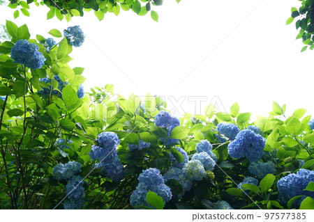 繡球花, 繡球花, 繡球花, 藍色繡球花, 藍色, 明月院, 明月院, 鎌倉, 日本, 背景, 明信片 97577385