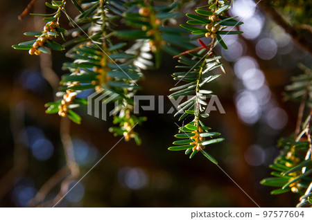 Needles of yew tree in winter Letensky sady of Prague 97577604