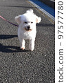 A walk with the maltese in the park 97577780