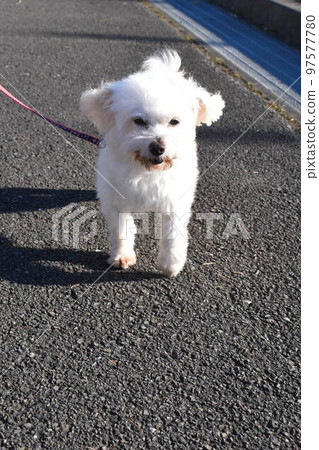 A walk with the maltese in the park 97577780
