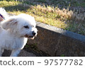 A walk with the maltese in the park 97577782