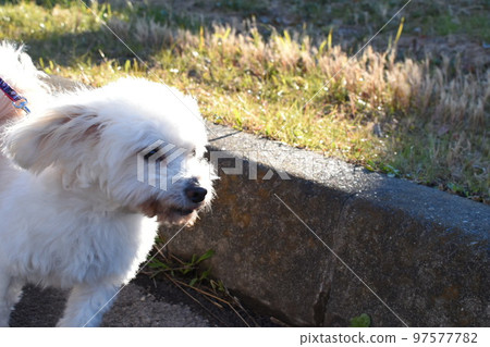 A walk with the maltese in the park 97577782