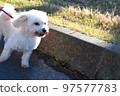 A walk with the maltese in the park 97577783