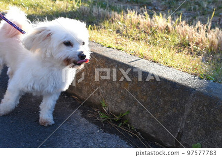 A walk with the maltese in the park 97577783