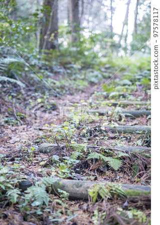 Park forest walking path 97578117