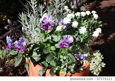 Cielbrier 三色堇花群植 Cielbrier 三色堇花群植 97578121