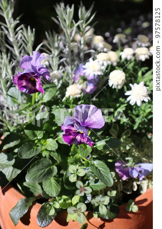 Cielbrier 三色堇花群植 Cielbrier 三色堇花群植 97578125