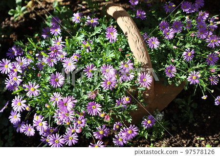 紫色小花 brachycum 紫色小花 brachycum 97578126