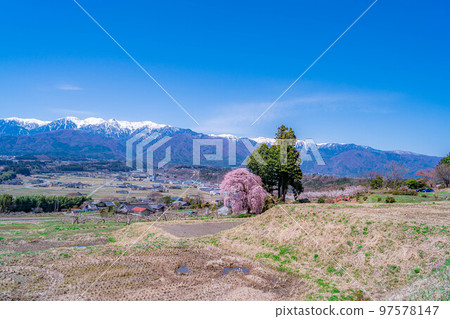 [春季材料]南信州的一棵櫻花樹，吉瀨的垂枝櫻花[長野縣] 97578147