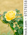 秋天的玫瑰 97578358