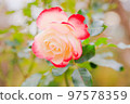 秋天的玫瑰 97578359