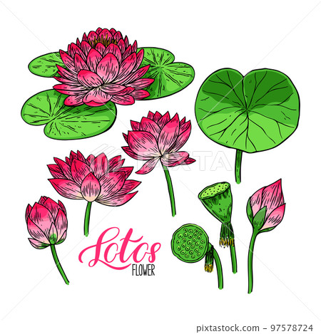 set of lotus flower and leaves set of lotus flower and leaves 97578724