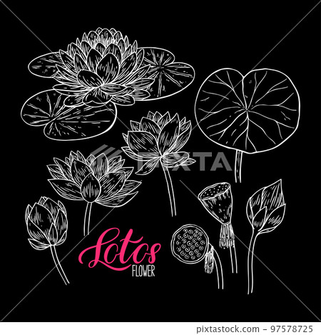set of lotus flower and leaves set of lotus flower and leaves 97578725