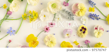 春花框、聖誕玫瑰和中提琴花瓣，白色背景中的園藝 97578747