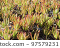 Close up of invasive specie succulent plant Carpobrotus edulis growing on the beach in Portugal. 97579231