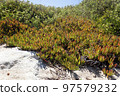 Invasive specie succulent plant Carpobrotus edulis growing on the beach in Portugal. 97579232