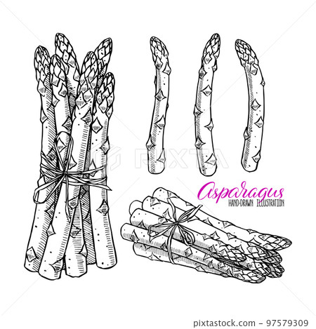 set of asparagus set of asparagus 97579309