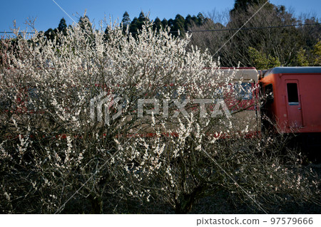 [Spring] Isumi Railway Nishi Ohara - Kazusa East [Ume] 97579666