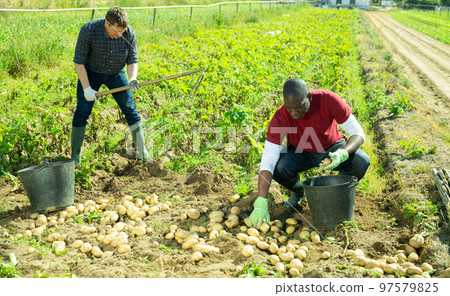 Male farmers picking potatoes Male farmers picking potatoes 97579825