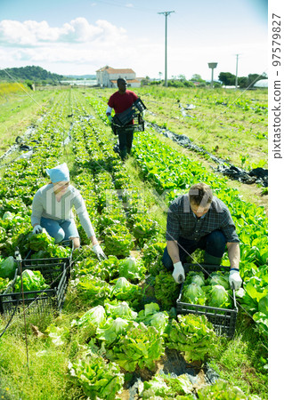 Farm workers gathering crop of lettuce 97579827