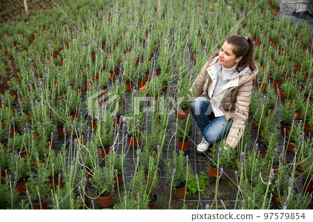 Woman carrying tray with potted lavender 97579854