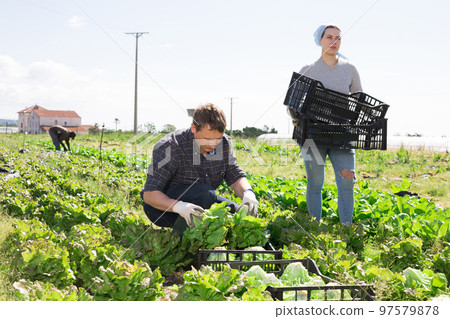 Workers harvesting and stack fresh lettuce in boxes Workers harvesting and stack fresh lettuce in boxes 97579878