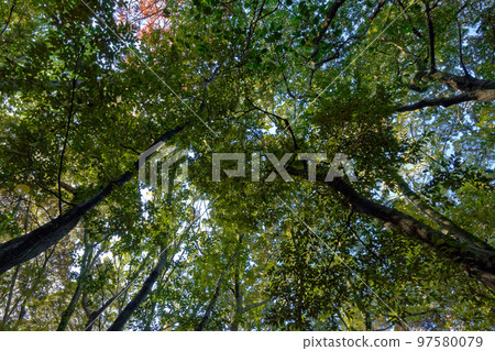 evergreen broadleaf forest canopy in winter evergreen broadleaf forest canopy in winter 97580079