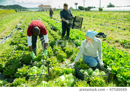 Farmers harvesting green lettuce 97580089
