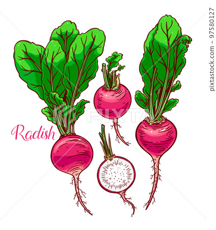 set of ripe radish set of ripe radish 97580127