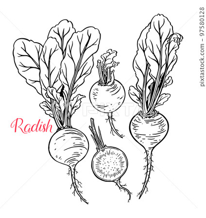 set of ripe radish set of ripe radish 97580128