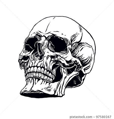 hand drawn human skull hand drawn human skull 97580167