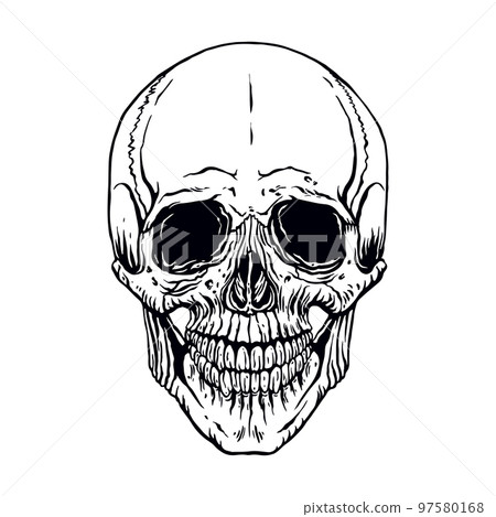 hand drawn human skull 97580168