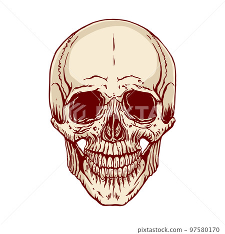 hand drawn human skull hand drawn human skull 97580170