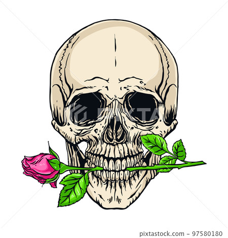 human skull with a rose human skull with a rose 97580180