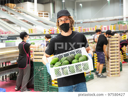 Adult man worker in mask showing fresh avocado Adult man worker in mask showing fresh avocado 97580427