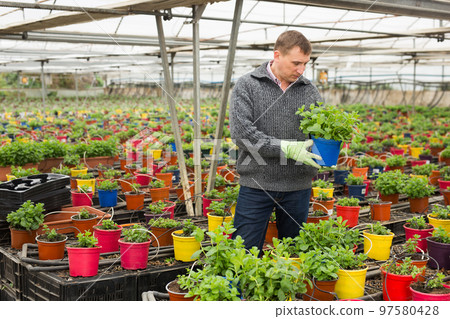 Farmer engaged in cultivation of mint 97580428
