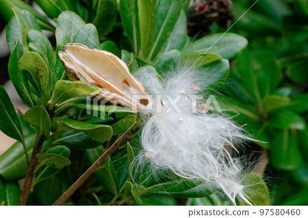 Seed dispersal of Apocynaceae Asclepiad 97580460
