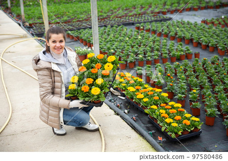 Cheerful woman florist holding potted flowers calendula 97580486