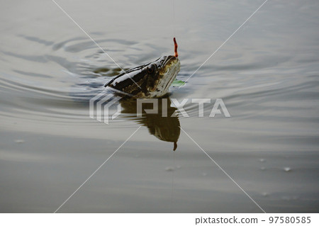 有臉在水面上的雷魚 (raigyo) 97580585
