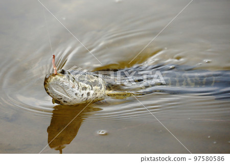 有臉在水面上的雷魚 (raigyo) 97580586