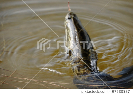 有臉在水面上的雷魚 (raigyo) 有臉在水面上的雷魚 (raigyo) 97580587