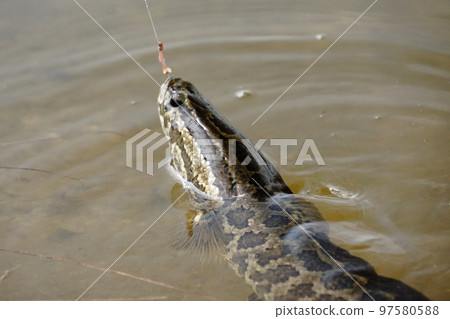 A thunderfish (raigyo) with a face on the surface of the water 97580588