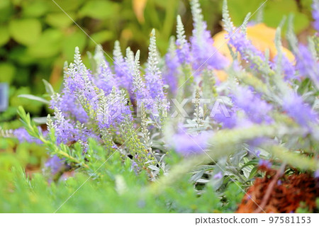 Tortillan flowers 97581153