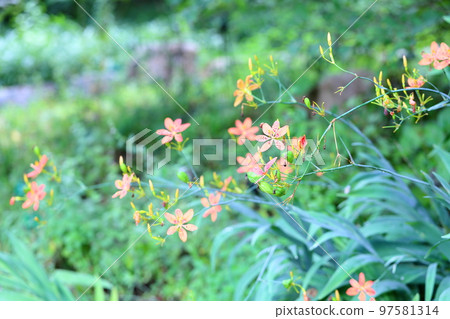 Hiougi flower 97581314