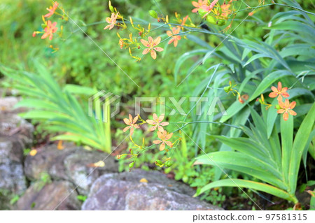 Hiougi flower 97581315