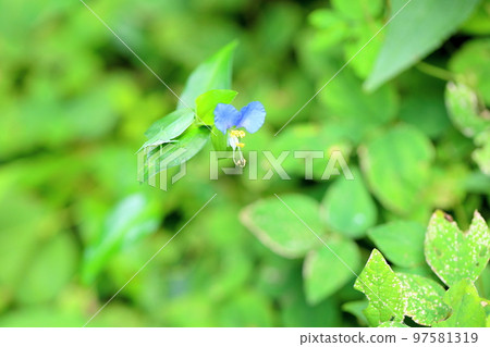 Flower of tunita 97581319