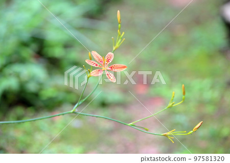 Hiougi flower 97581320