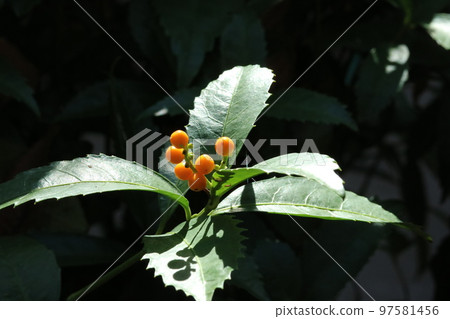 Kimino Senryo that bears yellow fruit Kimino Senryo that bears yellow fruit 97581456